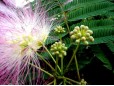 Albizia julibrissin (Arborele de mătase)